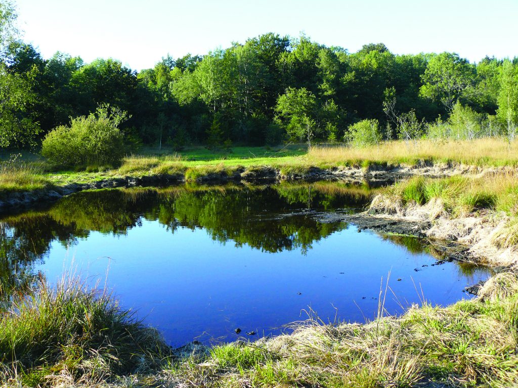 Etang au soleil avec reflets.